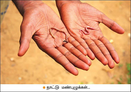 மண், மக்கள், மகசூல்! - எந்த வகை மண்புழு நம் மண்ணுக்கு ஏற்றது!