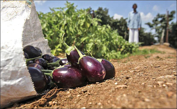 வங்கதேசத்தை ஏமாற்றிய பி.டி கத்திரி!