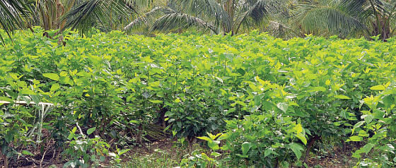 நீங்கள் கேட்டவை - மல்பெரியை வரப்பு ஓரத்தில் வளர்க்க முடியுமா ?