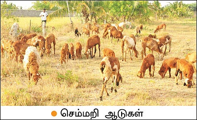 கலக்கலான வருமானம் தரும் கலப்புப் பயிர்கள்!