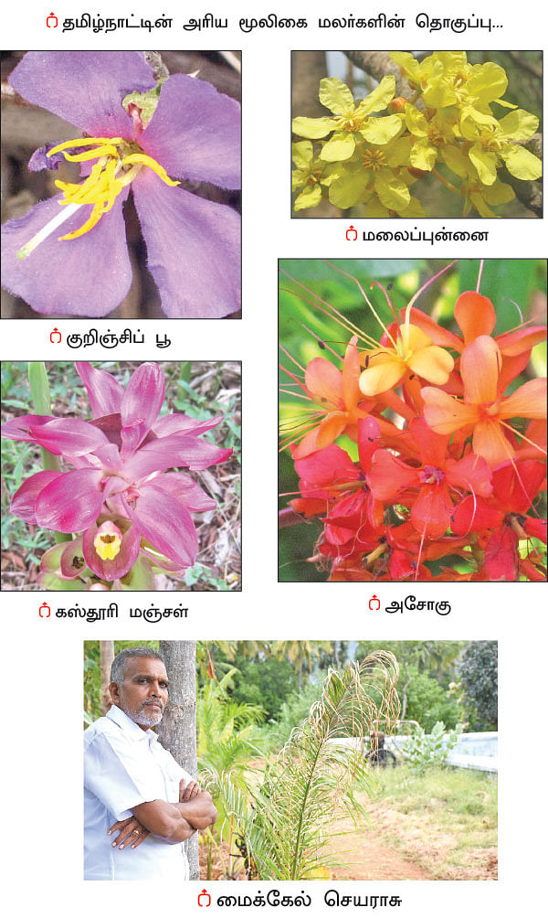 நல்மருந்து - தெரிந்த செடிகள்... தெரியாத பயன்கள்! - 20