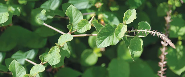 நலம் தரும் நாயுருவி