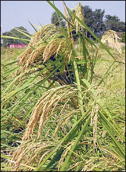 தண்டோரா