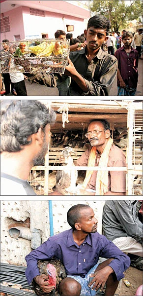 ஆள் உயர வான்கோழி... விரல் உயர வெள்ளை எலி!