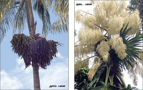 மாயா டீச்சரின் மந்திரக் கம்பளம்