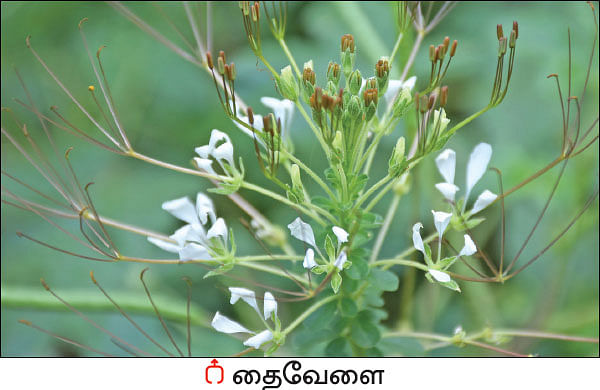 நல்மருந்து - தெரிந்த செடிகள்... தெரியாத பயன்கள்! - 18