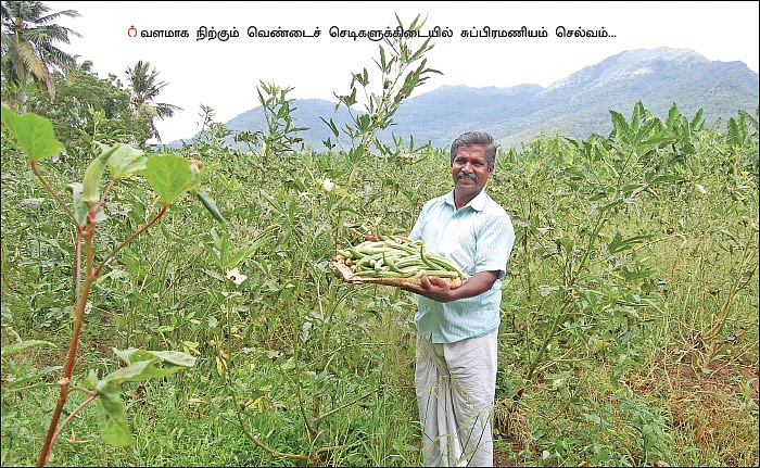 அரை ஏக்கர்... 150 நாள்கள்... ரூ. 60 ஆயிரம் லாபம்! - அள்ளிக்கொடுக்கும் ஆனைக்கொம்பன் வெண்டை!