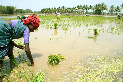சாறு உறிஞ்சும் பூச்சிகள்... ஜாக்கிரதை!
