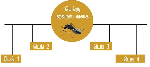 டெங்குவை பரப்பும் கொசுவின் வாழ்க்கை சுழற்சி