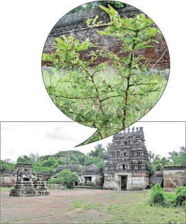 ஆரோக்கியம் அருளும் ஆலய விருட்சங்கள்!
