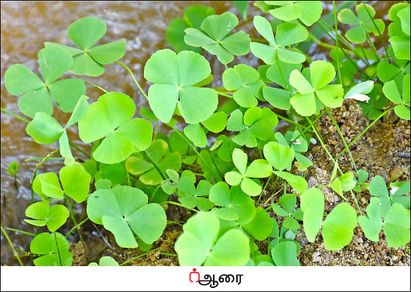 நல்மருந்து - தெரிந்த செடிகள்... தெரியாத பயன்கள்! - 11