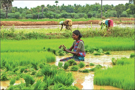 சங்க இலக்கியம் சொல்லும் வேளாண்மைச் செய்திகள்!