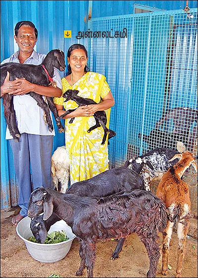 ஆடு வளர்க்க ஆசை!