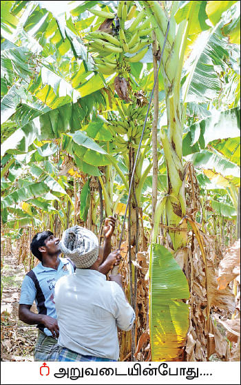 நிச்சய வருமானம் கொடுக்கும் நேந்திரன் வாழை - 1 ஏக்கர்... 10 மாதங்கள்... ரூ 3 லட்சம் லாபம்!