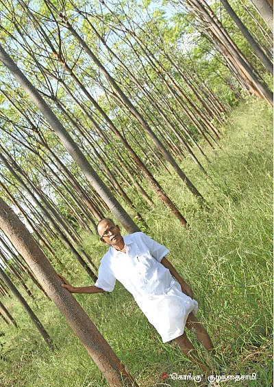 வடகிழக்குப் பருவ மழை... மரங்களுக்கு வட்டப்பாத்தி, கவாத்து அவசியம்!