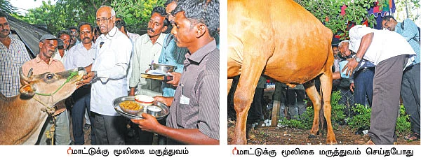 புத்துயிர் பெற்ற கால்நடை மூலிகை மருத்துவம்