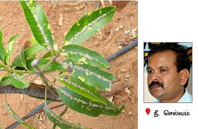 நீங்கள் கேட்டவை : ''மா இலைகளில் கரும்புள்ளி... தீர்வு என்ன?''