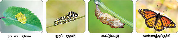 மாயா டீச்சரின் மந்திரக் கம்பளம்!