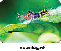 மாயா டீச்சரின் மந்திரக் கம்பளம்!