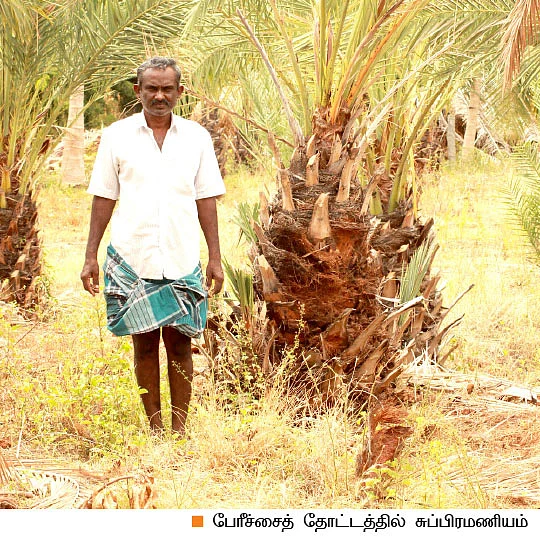 பேரீச்சை வளர்த்தால்... பெருநஷ்டம் !