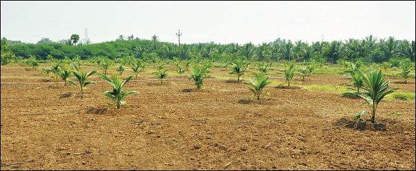 குழந்தைகளின் எதிர்காலத்துக்கு விவசாய நிலம் வாங்கலாமா?