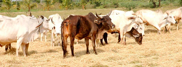 கொளுத்தும் கோடை குளிர்விப்பது எப்படி ?
