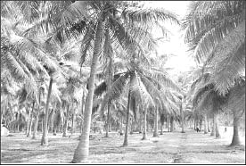 நீங்கள் கேட்டவை : ஒரு கிலோ மிளகாய் 50,000 உண்மையா?