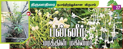 ஆரோக்கியம் அருளும் ஆலய விருட்சங்கள்!