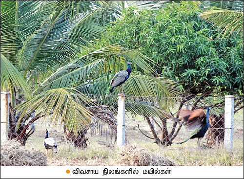 கால்நடைகளுக்குத் தீவனம்... நிலத்துக்கு உரம்... உயிர்ச்சூழலை உருவாக்கும் உயிர்வேலிகள்!