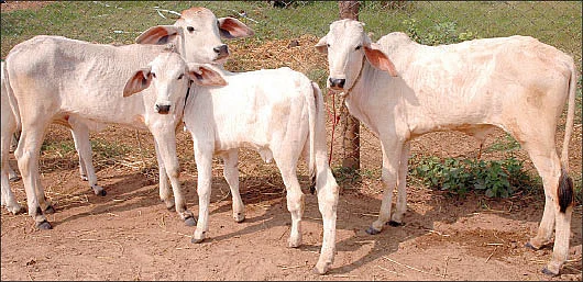 பயிர், மரம், ஆடு, மாடு, கோழி... அனைத்துக்கும் உண்டு காப்பீடு..!