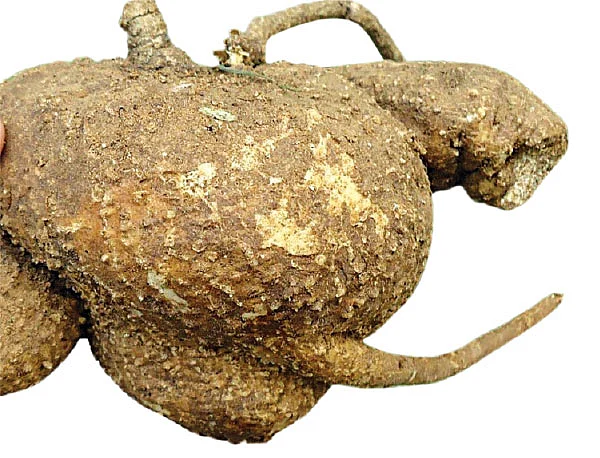 நாட்டு வைத்தியம்