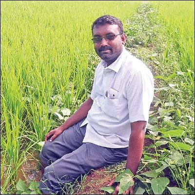 அன்று கல்லுக்கொல்லை... இன்று நெல்லுக்கொல்லை! - வீணான நிலம் விளைநிலமான கதை