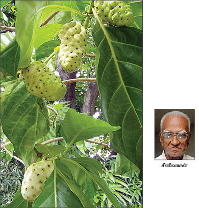 நீங்கள் கேட்டவை : 'கரையானைக் கட்டுப்படுத்துவது எப்படி?’