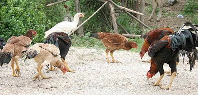 தண்டோரா