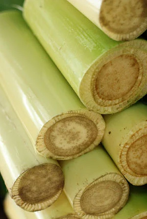 இயற்கை டாக்டர்