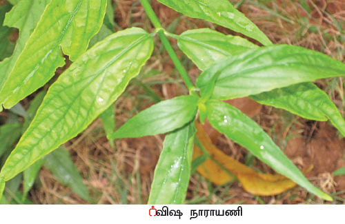 நல்மருந்து - தெரிந்த செடிகள்... தெரியாத பயன்கள்! - 8