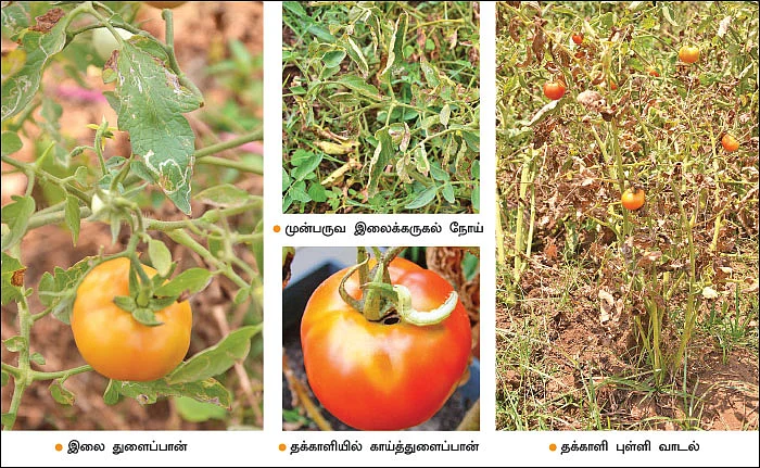 தக்காளி... பூச்சி மற்றும் நோய் மேலாண்மை!