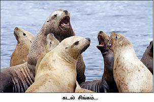 மை டியர் ஜீபா !