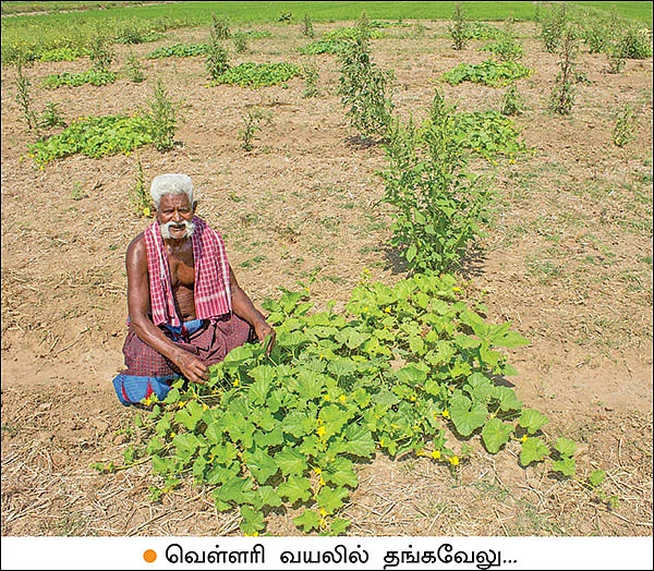 வெகுமதி தரும் நாட்டு வெள்ளரி! - 15 சென்ட்... 5 மாதங்கள்... ரூ. 40,000 லாபம்!