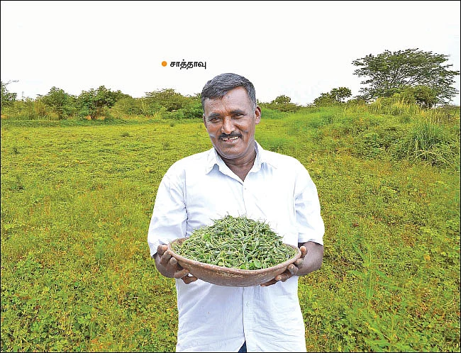 அதலைக்காய்... கரிசல் மக்களுக்குக் கிடைத்த அற்புதம்! - அரை ஏக்கர்... 3 மாதங்கள்... ரூ. 35,000 லாபம்!