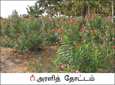 50 சென்ட் ரோஜா... 50 சென்ட் அரளி... மாதம் ரூ 25,000!