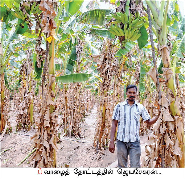 நிச்சய வருமானம் கொடுக்கும் நேந்திரன் வாழை - 1 ஏக்கர்... 10 மாதங்கள்... ரூ 3 லட்சம் லாபம்!