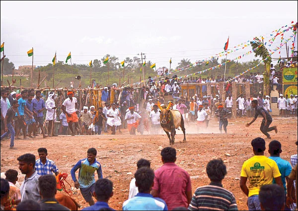 “சாமீ... யாரையும் உன் கொம்பால குத்திடாதே!”