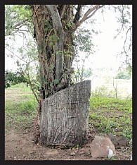 தமிழர் கூடு