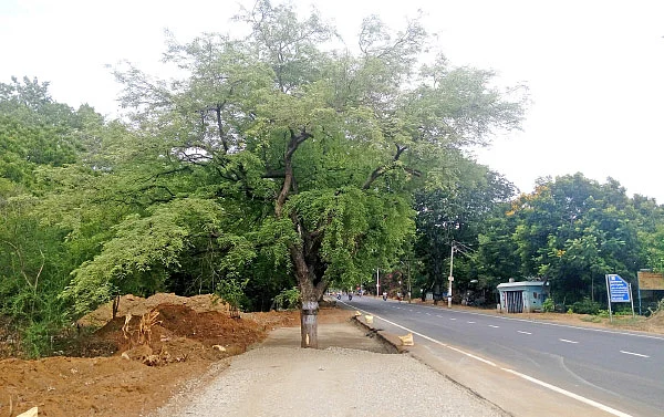 கிரிவலப்பாதை... வெட்டப்படும் மரங்கள்... கொதிக்கும் சமூக ஆர்வலர்கள்..!