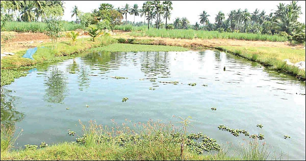 விளைச்சலை அதிகரிக்கும் ‘ஆம்’ - உதவிக்கு வரும் உயிரியல் - 11