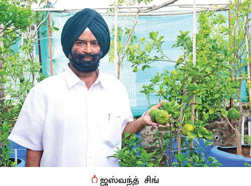 காய்கறி, பழங்கள், மூலிகை... நகரத்தின் நடுவே ஓர் சோலை!