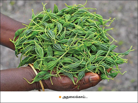 அதலைக்காய்... கரிசல் மக்களுக்குக் கிடைத்த அற்புதம்! - அரை ஏக்கர்... 3 மாதங்கள்... ரூ. 35,000 லாபம்!