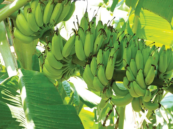 பூ, காய், கனி, தண்டு அத்தனையும் சத்து! வாழை ஸ்பெஷல்