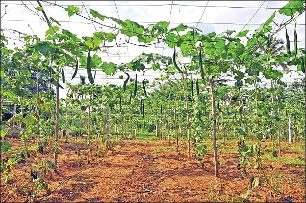 பலமான வருமானம் தரும் பந்தல் சாகுபடி! - 40 சென்ட் நிலத்தில் ரூ.90,000